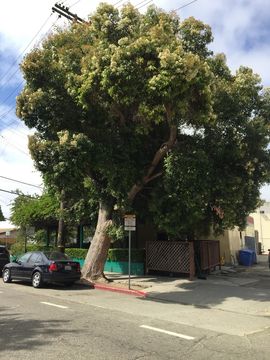 صورة Corymbia calophylla (Lindl.) K. D. Hill & L. A. S. Johnson