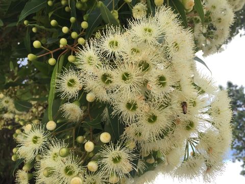 صورة Corymbia calophylla (Lindl.) K. D. Hill & L. A. S. Johnson