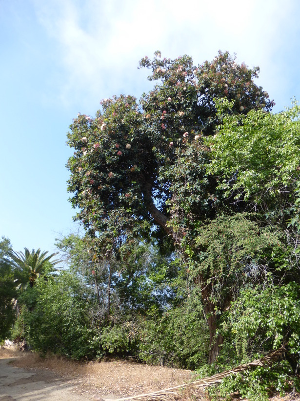 Sivun Corymbia calophylla (Lindl.) K. D. Hill & L. A. S. Johnson kuva