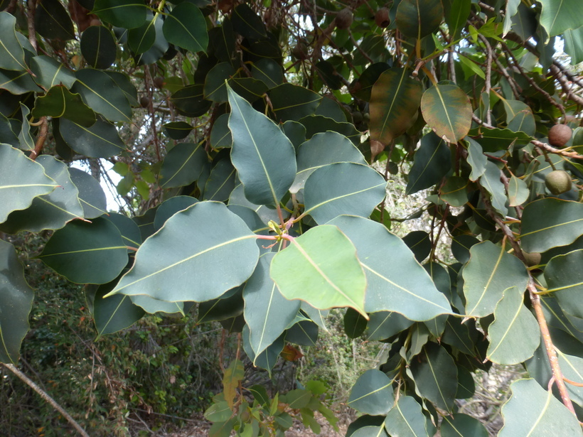 Sivun Corymbia calophylla (Lindl.) K. D. Hill & L. A. S. Johnson kuva