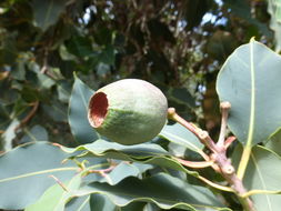 Sivun Corymbia calophylla (Lindl.) K. D. Hill & L. A. S. Johnson kuva