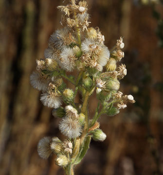 Image of asthmaweed