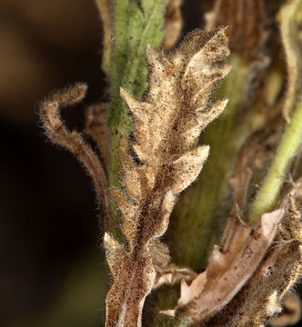 Image of asthmaweed