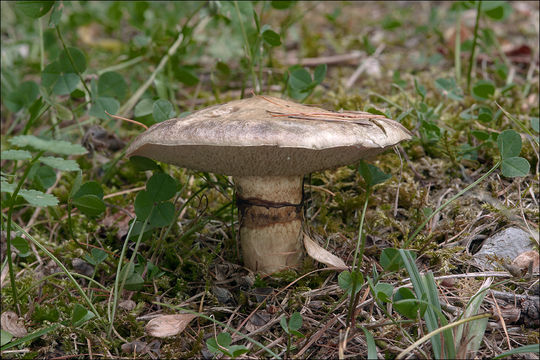 Image de Suillus viscidus (L.) Roussel 1796