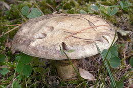 Image of Suillus viscidus (L.) Roussel 1796