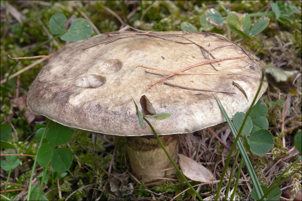 Image of Suillus viscidus (L.) Roussel 1796