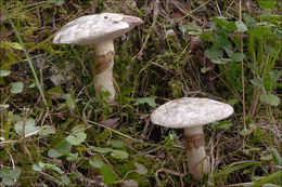 Image of Suillus viscidus (L.) Roussel 1796