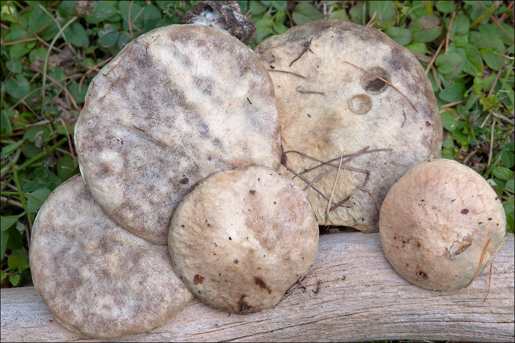 Image of Suillus viscidus (L.) Roussel 1796