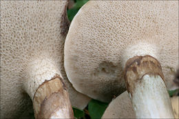 Image of Suillus viscidus (L.) Roussel 1796