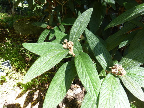 Plancia ëd Viburnum rhytidophyllum Hemsl. ex Forb. & Hemsl.