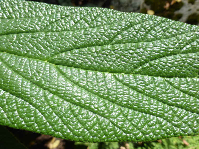 Image of Leatherleaf Viburnum