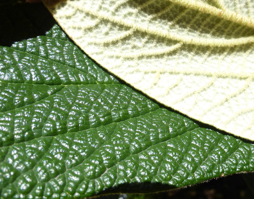 Image of Leatherleaf Viburnum