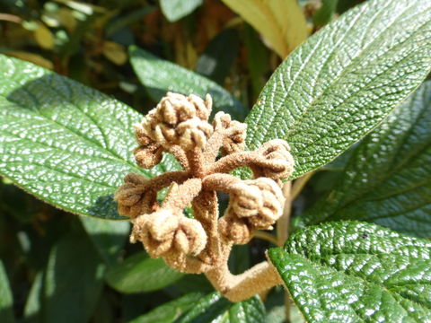 Image of Leatherleaf Viburnum