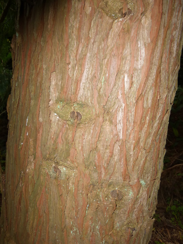 Image of Coffin Tree