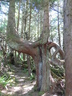 Image of western hemlock