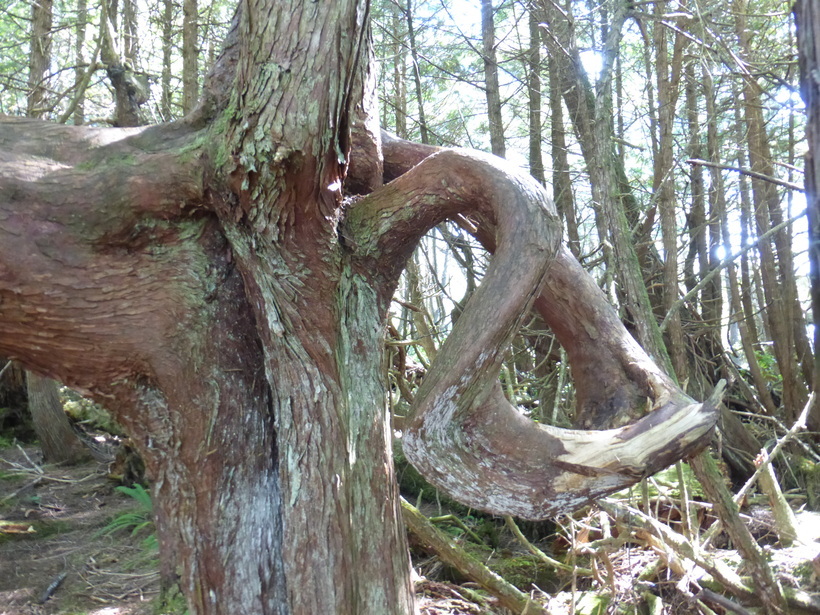 Image of western hemlock