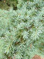 Image of Mountain Hemlock