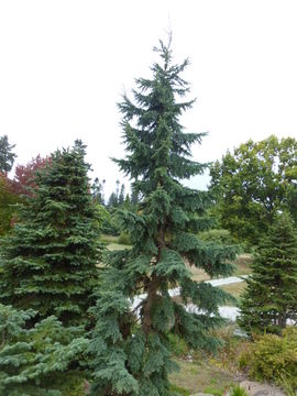 Image of Mountain Hemlock