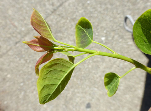 Image of Chinese tallow