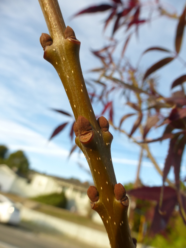 Image of Fraxinus angustifolia subsp. oxycarpa (M. Bieb. ex Willd.) Franco & Rocha Afonso