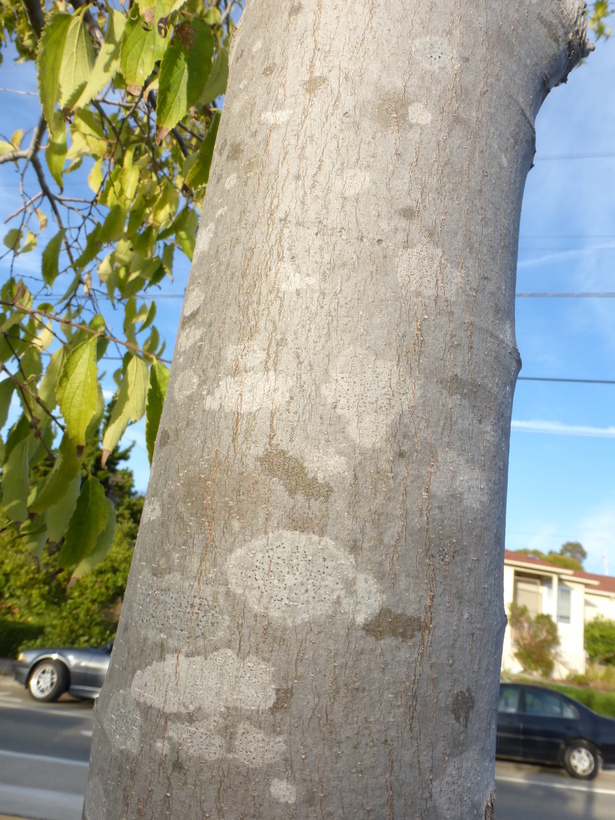 Image of common hackberry