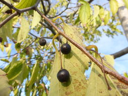 Image of common hackberry