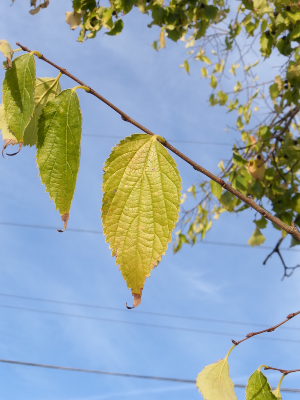 Image of common hackberry