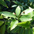 Image of Ilex pedunculosa Miq.