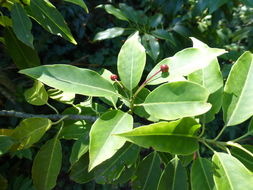 Image de Ilex pedunculosa Miq.