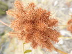 Image of Glycyrrhiza lepidota var. glutinosa (Nutt.) S. Watson