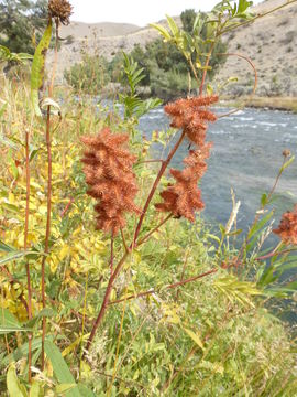 Image of Glycyrrhiza lepidota var. glutinosa (Nutt.) S. Watson