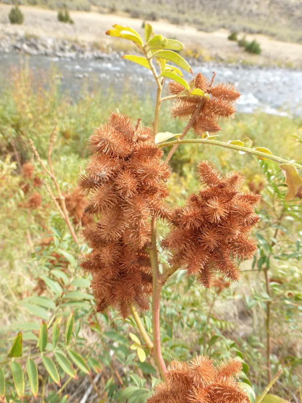 Image of Glycyrrhiza lepidota var. glutinosa (Nutt.) S. Watson