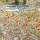 Image of Glycyrrhiza lepidota var. glutinosa (Nutt.) S. Watson