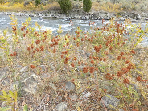 Image of Glycyrrhiza lepidota var. glutinosa (Nutt.) S. Watson