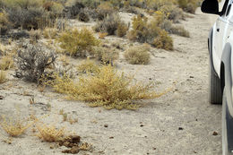 Image of Mojave cleomella