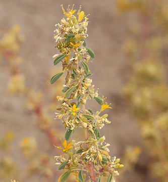 Image of Mojave cleomella