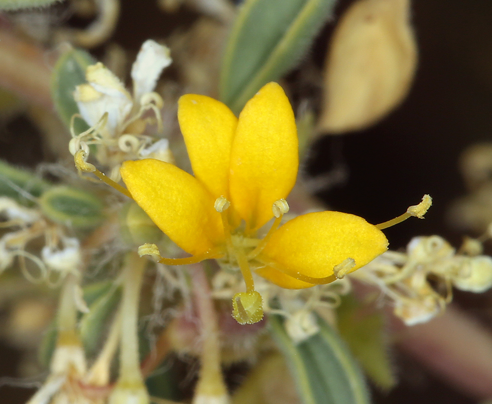 Image of Mojave cleomella