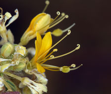 Image of Mojave cleomella