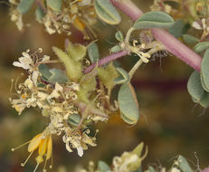 Image of Mojave cleomella