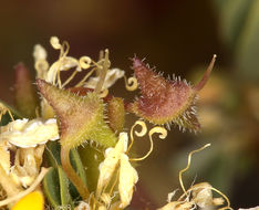 Image of Mojave cleomella