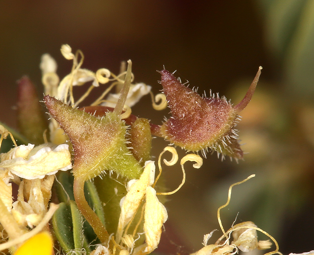 Image of Mojave cleomella