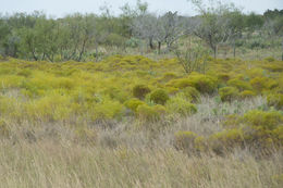 Image of prairie broomweed