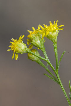 Image of prairie broomweed