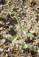 Amaranthus palmeri S. Wats. resmi