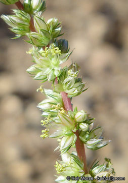 Image of carelessweed