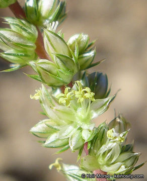 Amaranthus palmeri S. Wats. resmi