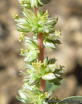 Image of carelessweed