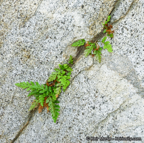 Image of western polypody