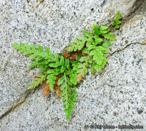 Image of western polypody