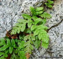 Image de Polypodium hesperium Maxon